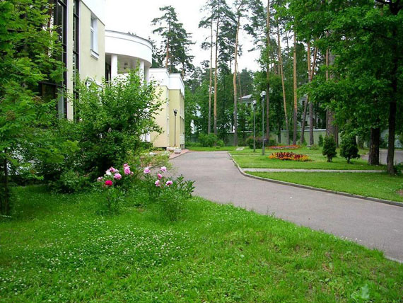 сосны_2.jpg